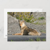 Sunning Coyote Postkarte (Vorne/Hinten)