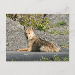 Sunning Coyote Postkarte