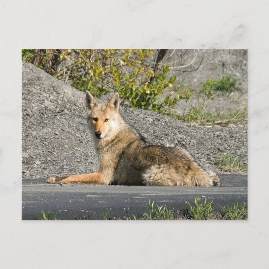 Sunning Coyote Postkarte (Vorderseite)
