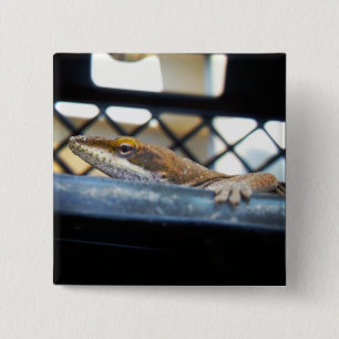 Sunning Green Anole Lizard Foto Button
