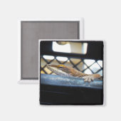 Sunning Green Anole Lizard Foto Magnet (Vorderseite/Rückseite)