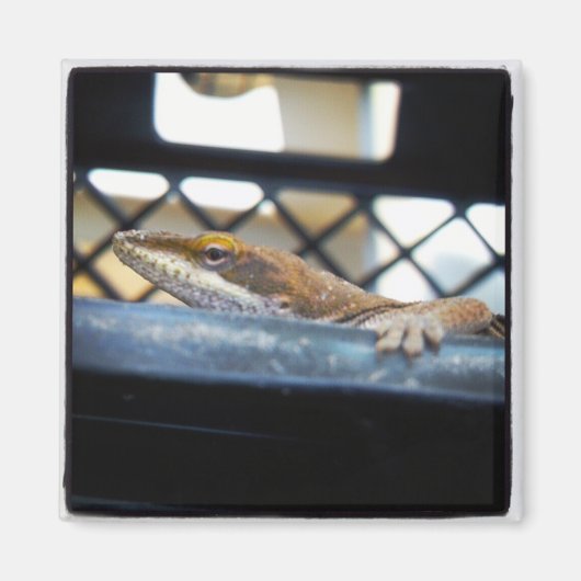 Sunning Green Anole Lizard Foto Magnet (Vorne)