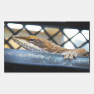 Sunning Green Anole Lizard Foto Rechteckiger Aufkleber
