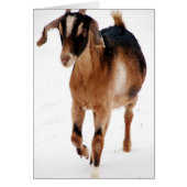 Sunnitische Dashin' im Schnee (Vorne)