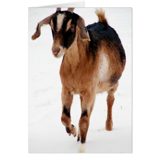 Sunnitische Dashin' im Schnee (Vorne)