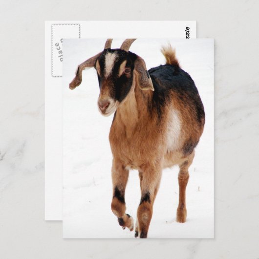 Sunnitische Dashin' im Schnee Postkarte (Vorne/Hinten)