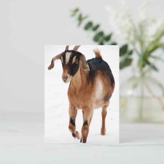 Sunnitische Dashin' im Schnee Postkarte (Stehend Vorderseite)