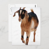 Sunnitische Dashin' im Schnee Postkarte (Vorne/Hinten)