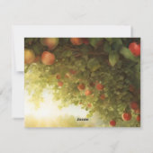 Sunny Apple Orchard Feiertagskarte (Rückseite)