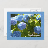Sunny Blue Hydrangea Postkarte (Vorne/Hinten)