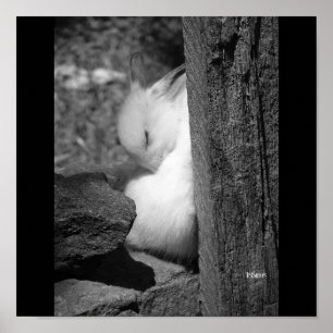 Sunny Bunny Poster