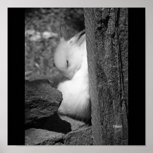 Sunny Bunny Poster (Vorne)