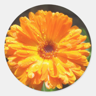 Sunny Calendula Raindrops Runder Aufkleber