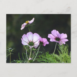 Sunny Cosmea Blume DIY Postkarte