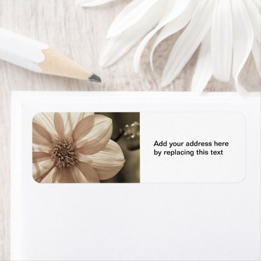 Sunny Dahlia (Insitu)