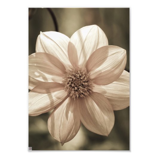 Sunny Dahlia Fotodruck (Vorne)