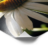 Sunny Daisy 10x8 Fotodrucken Fotodruck (Ecke)