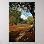 Sunny day in the olive garden poster (Vorne)