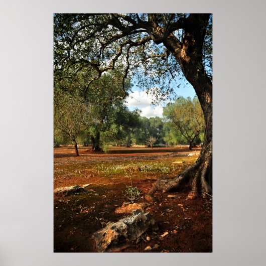 Sunny day in the olive garden poster (Vorne)