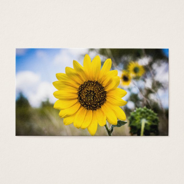 Sunny Daze (Vorderseite)