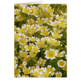 Sunny Gold White Blume