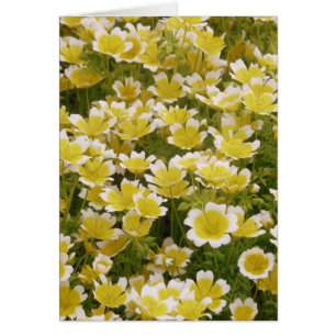 Sunny Gold White Blume