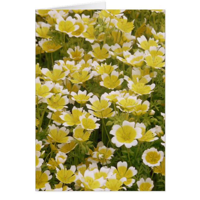 Sunny Gold White Blume (Vorne)