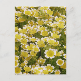 Sunny Gold White Blume Postkarte