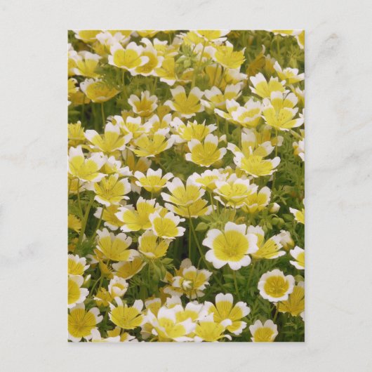 Sunny Gold White Blume Postkarte (Vorderseite)