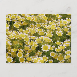 Sunny Gold White Blume Postkarte
