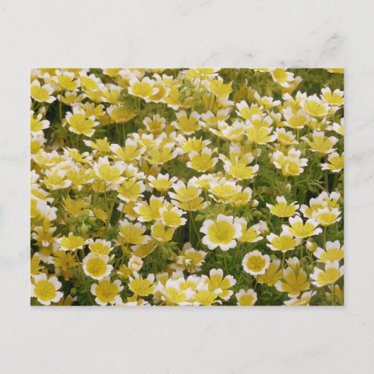 Sunny Gold White Blume Postkarte (Vorderseite)