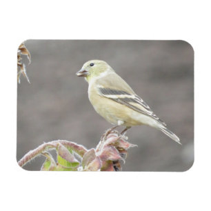 Sunny Goldfinch und Sonnenblumenmagnet Magnet