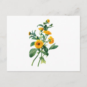 Sunny Marigolds Gezeichnet von der Natur Postkarte