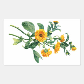 Sunny Marigolds Gezeichnet von der Natur Rechteckiger Aufkleber