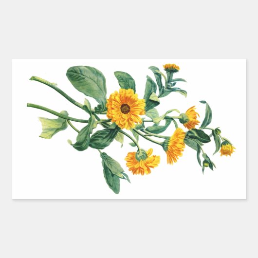 Sunny Marigolds Gezeichnet von der Natur Rechteckiger Aufkleber (Vorderseite)