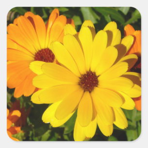 SUNNY MARIGOLDS QUADRATISCHER AUFKLEBER