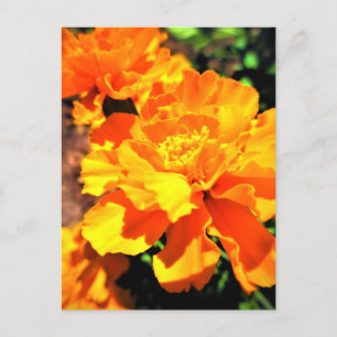 Sunny Orange Marigolds Garden Blume Postkarte
