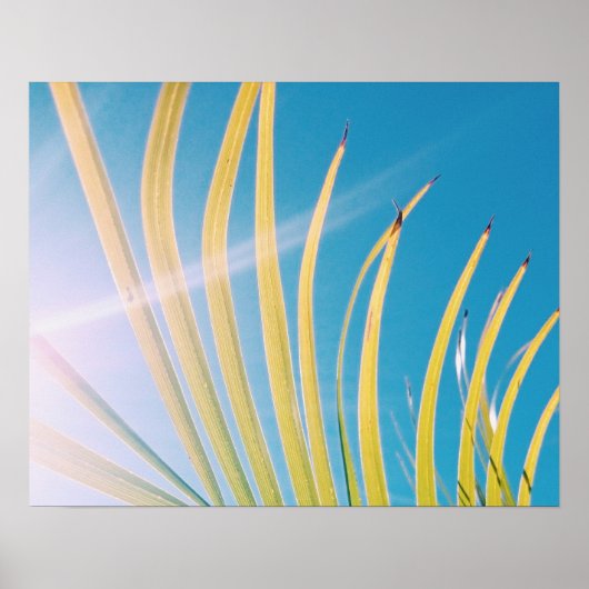 Sunny Palm Tree Leaf Poster (Vorne)
