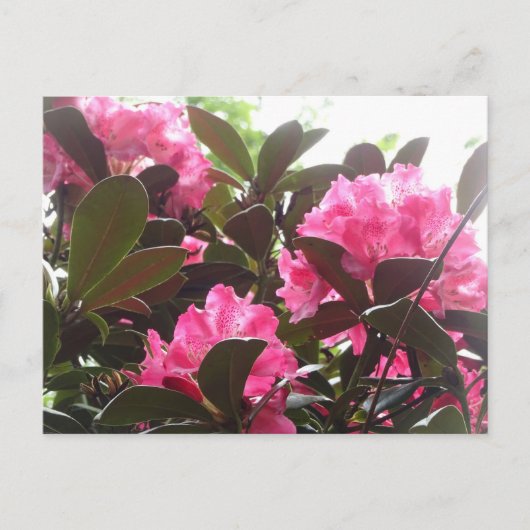 Sunny Pink Rhododendron Blume DIREKT Postkarte (Vorderseite)