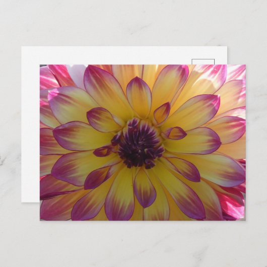 Sunny Pink Yellow Dahlia Nah Up DIY Postkarte (Vorne/Hinten)
