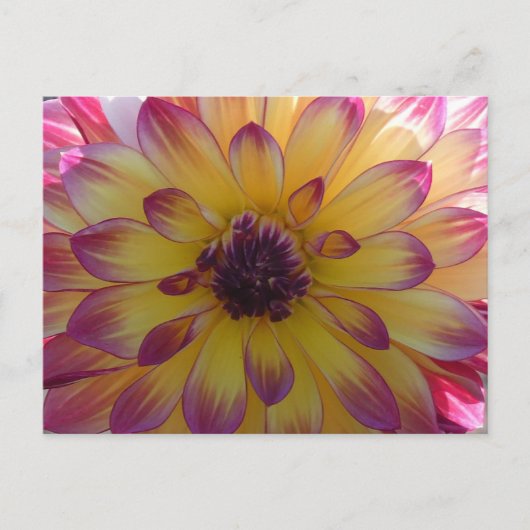 Sunny Pink Yellow Dahlia Nah Up DIY Postkarte (Vorderseite)