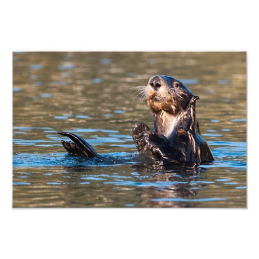 Sunny Sea Otter Fotodruck (Vorne)