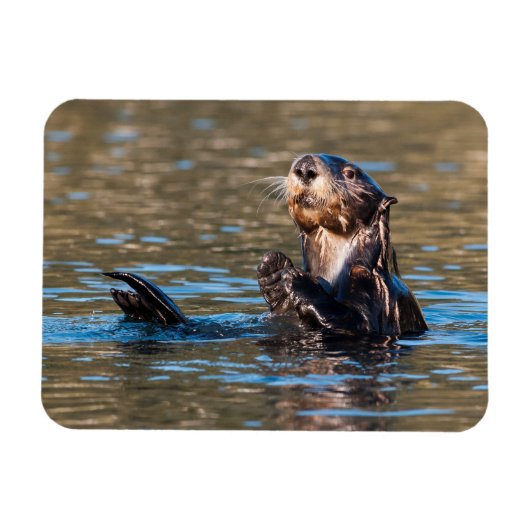 Sunny Sea Otter Magnet (Horizontal)