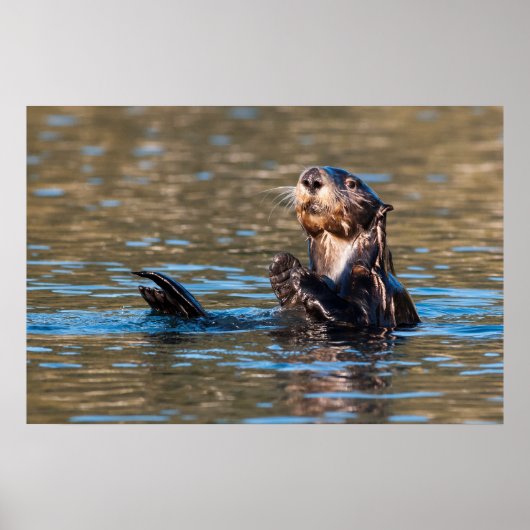 Sunny Sea Otter Poster (Vorne)