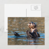 Sunny Sea Otter Postkarte (Vorne/Hinten)