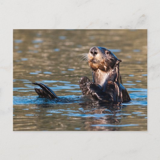 Sunny Sea Otter Postkarte (Vorderseite)