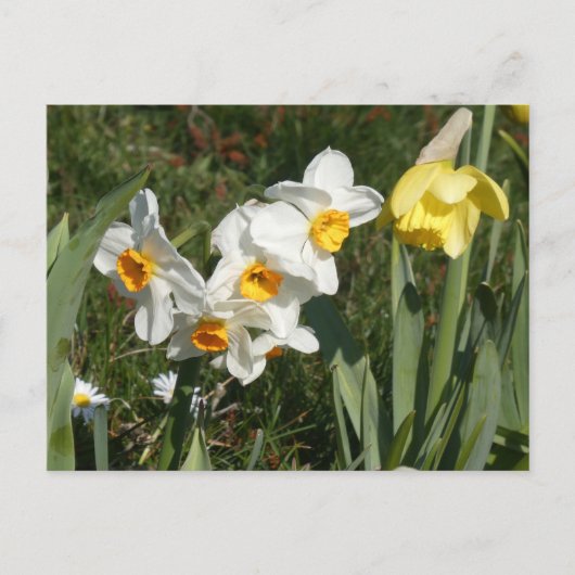 Sunny Spring Flowers DIY Postcard Feiertagspostkarte (Vorderseite)