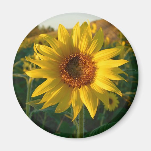 Sunny Sunflower Magnet (Vorne)