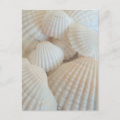 Sunny White Seashells, Summer Beach Exotic Postkarte (Vorderseite)