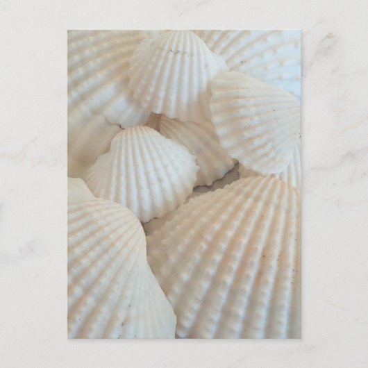 Sunny White Seashells, Summer Beach Exotic Postkarte (Vorderseite)
